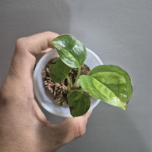 Global green pothos devils - green,