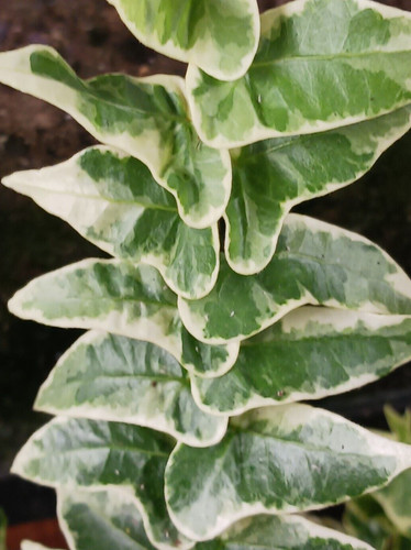 English ivy plant - 2, x
